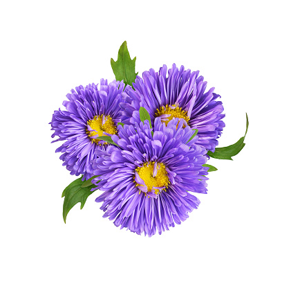 Cosmos flower in close-up.  This shows the pollen on the petals and the centre of the flower.