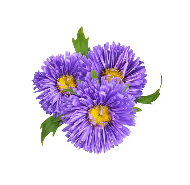 Purple aster flowers in a floral arrangement isolated on white