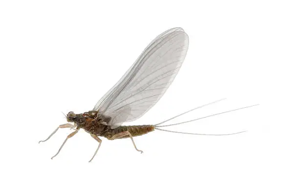 Mayflies are insects which fishing flies are modeled to resemble.