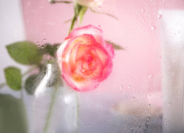 Beautiful pink rose behind wet window.