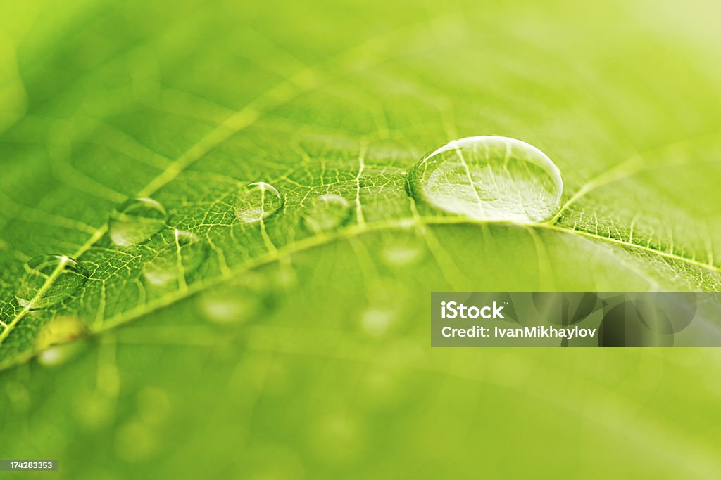 Water drop on green leaf Water drop on green leaf macro Leaf Stock Photo