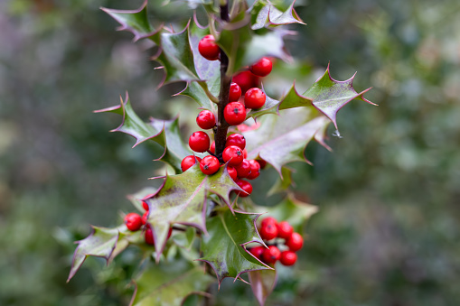 Holly tree branch (German European Holly) with red berries, background. selective focus