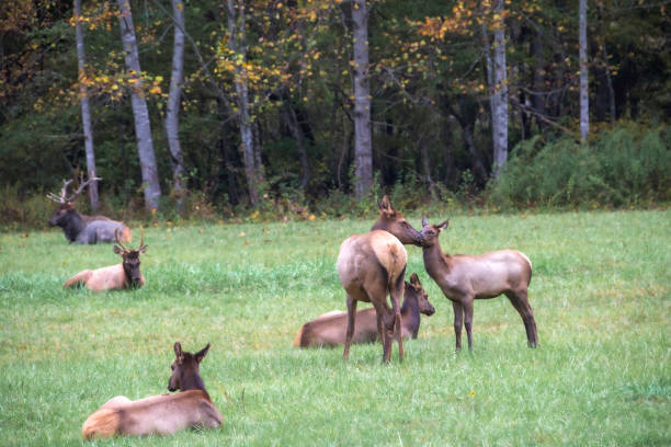istock Elk in the Smokies 1742836545