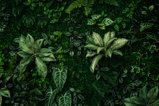 istock abstract green leaf texture, tropical leaf foliage nature dark green background 1742836570