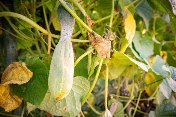 istock Green organic cucumbers growing on the farm 1742837717