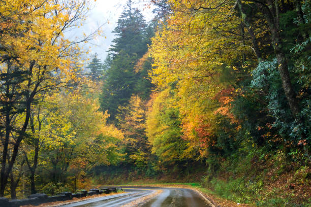 istock Fall foliage in the Smokies 1742837722