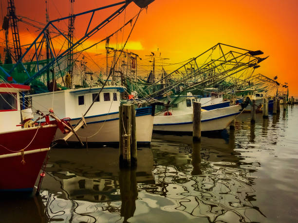 shrimp boats on the gulf - barco de pesca de camarões imagens e fotografias de stock