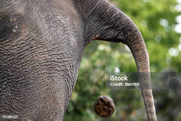 Defecating Stock Photo - Download Image Now - Elephant, Animal, Animal Dung