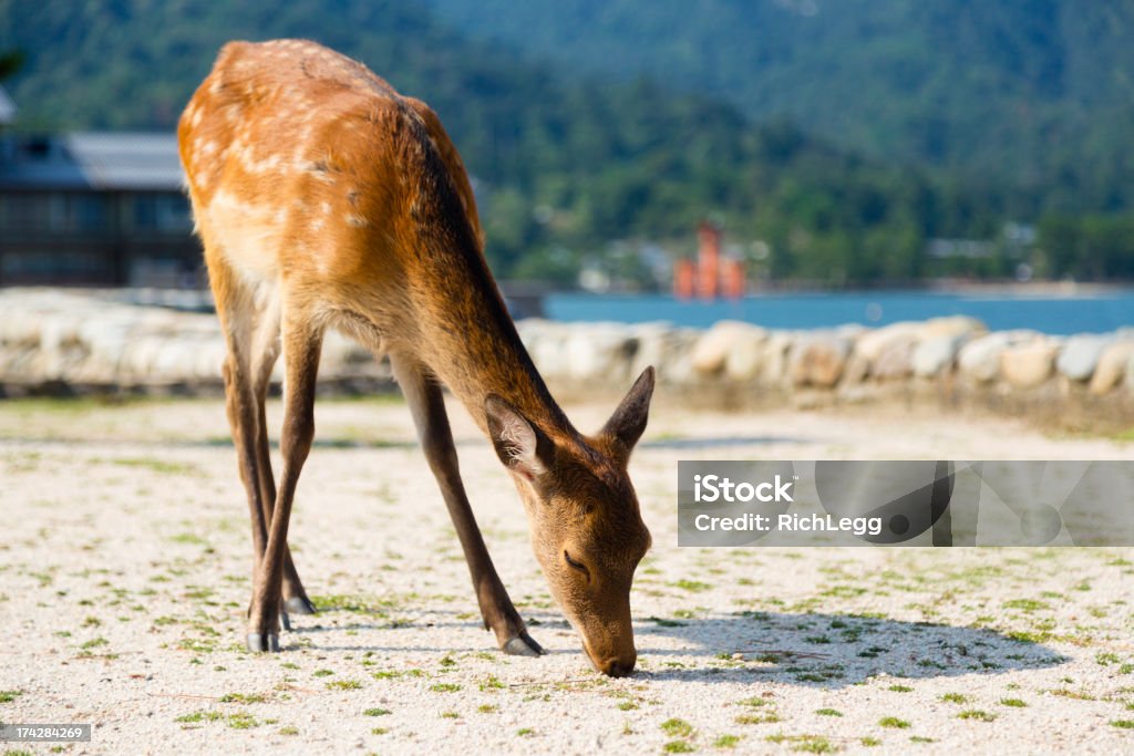 Cerfs sauvages japonais - Photo de Famille du cerf libre de droits