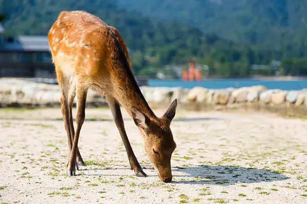 A wild deer on the Miyajima Island near Hiroshima, Japan.