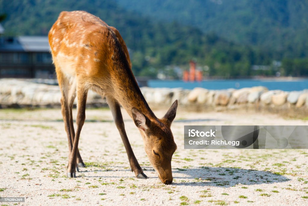 Japanese dzikich jeleni - Zbiór zdjęć royalty-free (Jeleniowate)