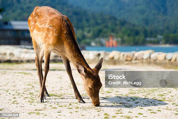 Foto de Japonês Veados e mais fotos de stock de Ilha - Ilha, Veado, Animal