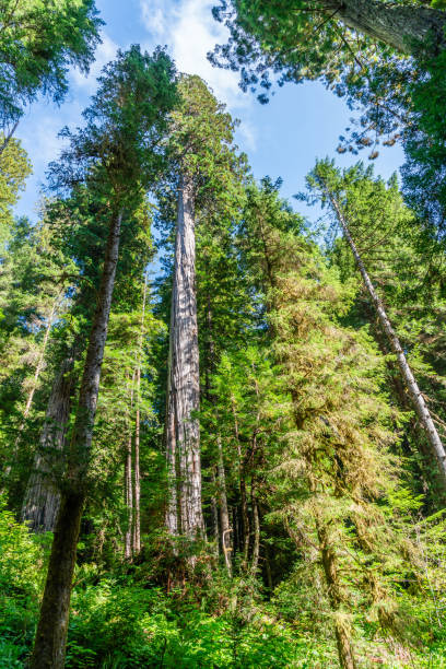 istock California Redwood Trees 4 1742842695