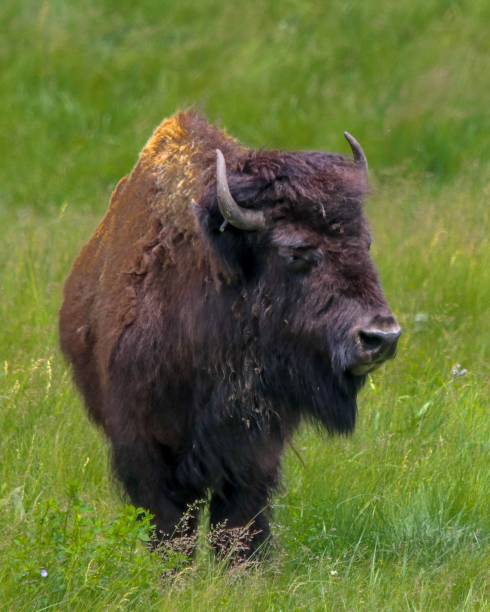 istock Bison in the Black Hills, South Dakota 1742842700