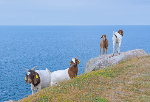 some funny goats laying on a rock in front of the ocean