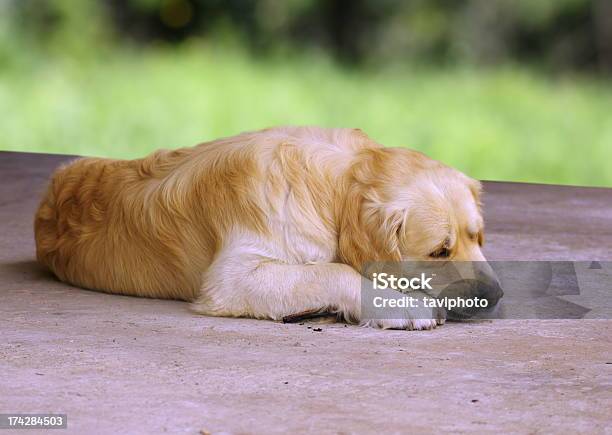 Photo libre de droit de Golden Retriever À Mâcher Un Bâton banque d'images et plus d'images libres de droit de Adulte - Adulte, Amitié, Animaux de compagnie