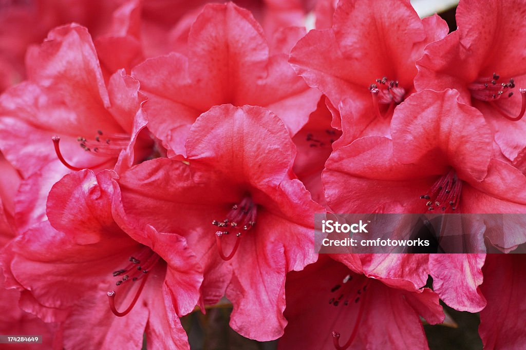 Red Rododendro flores - Foto de stock de Arbusto royalty-free