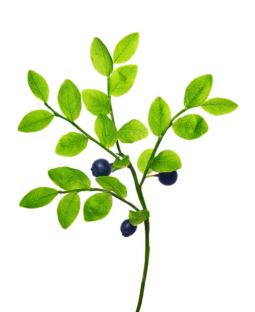 istock branch with blueberries isolated on white 174284856