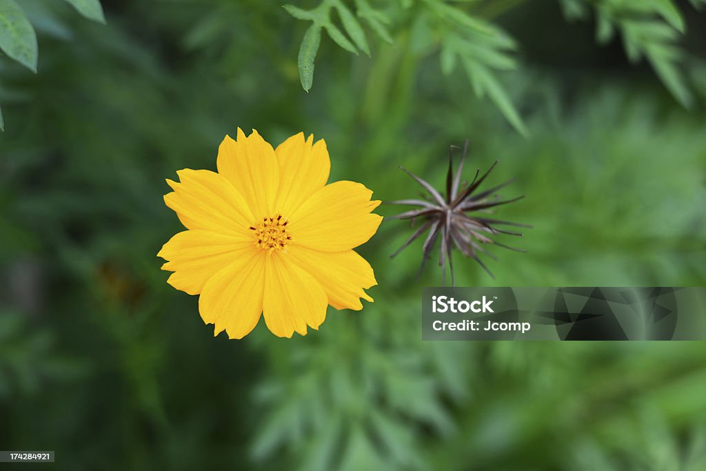 Lindo floral amarelas - Foto de stock de Abstrato royalty-free