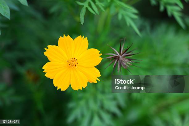 Foto de Lindo Floral Amarelas e mais fotos de stock de Abstrato - Abstrato, Amarelo, Cumprimentar