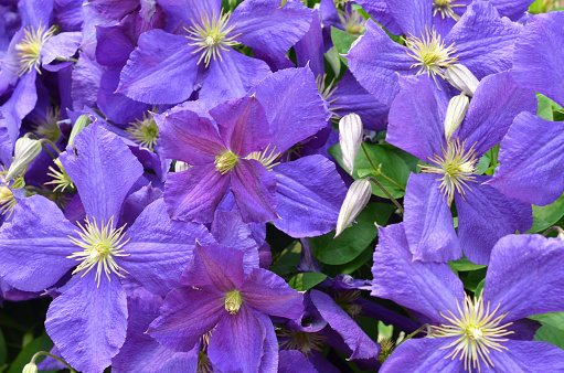 Purple violet clematis blooms garden day