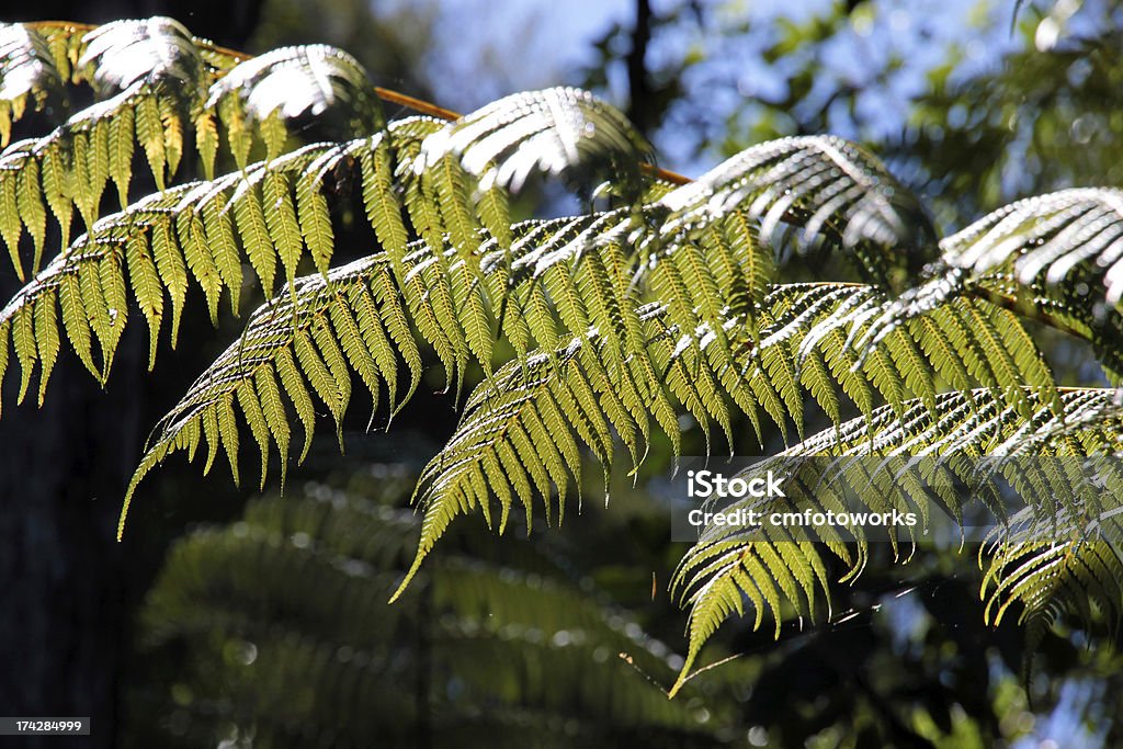 Samambaia verde - Royalty-free Botânica - Ciência de plantas Foto de stock