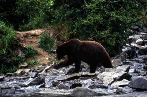 This young bear, about 3 years old, probably the first year to catch salmon by himself.