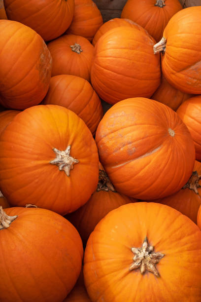 istock Part of the pumpkin crop on a Devon farm UK 1742850395