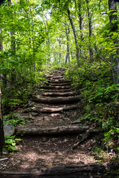 Stairs on the Tuscarora overall trail. Trees frames the trail