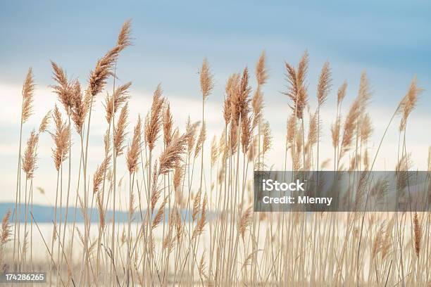 Reed W Lakeside - zdjęcia stockowe i więcej obrazów USA - USA, Bez ludzi, Brzeg jeziora