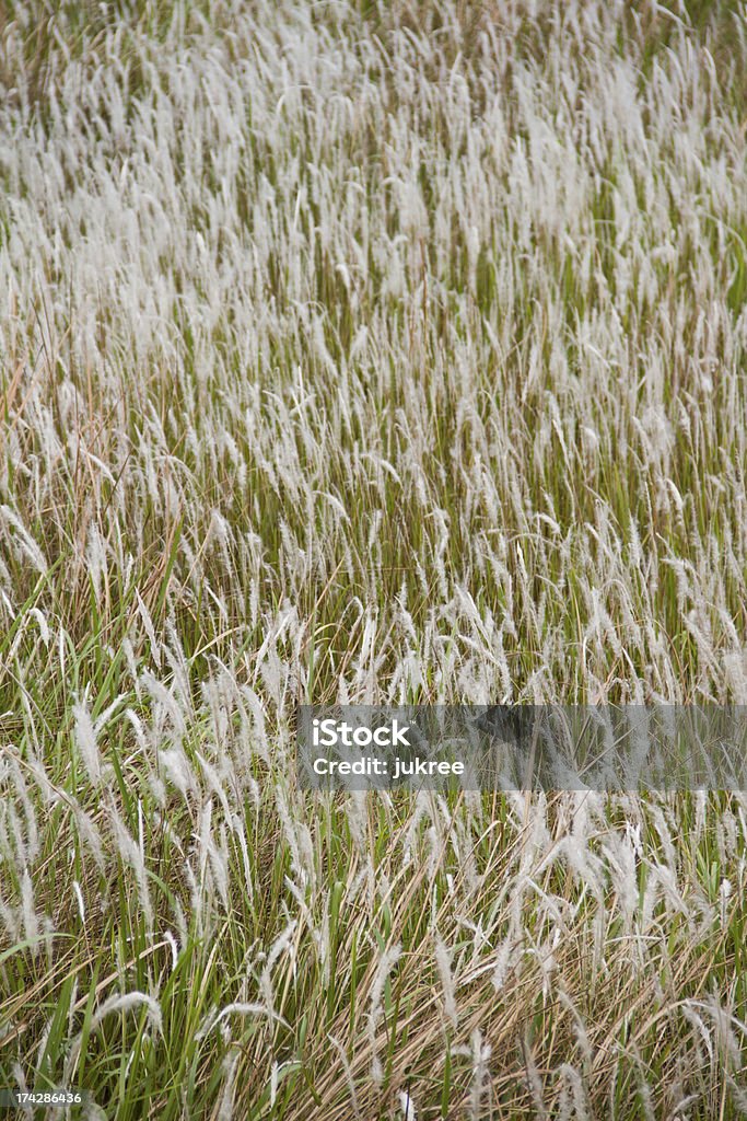 Cogon herbe, alang-alang, Lalang ou Imperata Imperata - Photo de Asie libre de droits