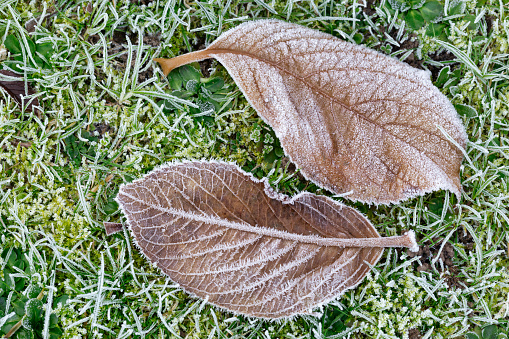 Frozen tree leafs in forest. Top view. Top view.