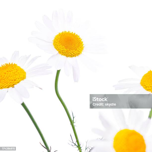 White Stockfoto und mehr Bilder von Blume - Blume, Blütenblatt, Botanik