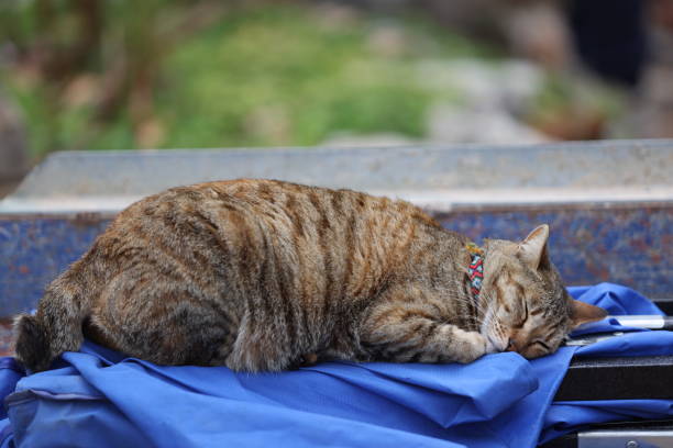 A large  cat sleeps on the floor of the room