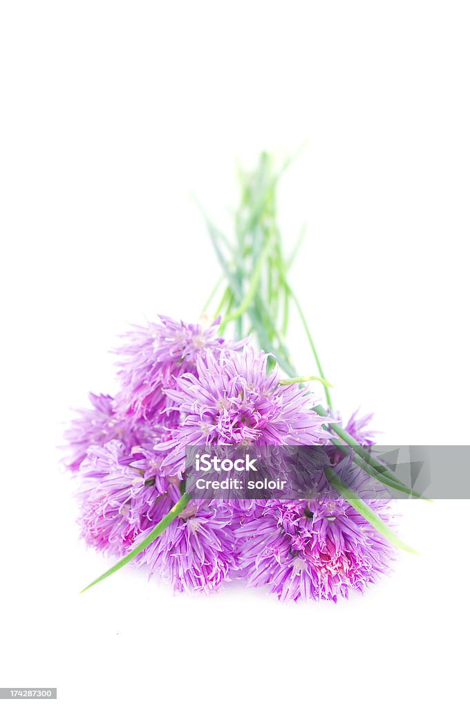 Flores de cebolleta - Foto de stock de Alium libre de derechos