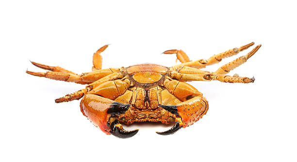 istock seafood red crab isolated on a white background 174287949