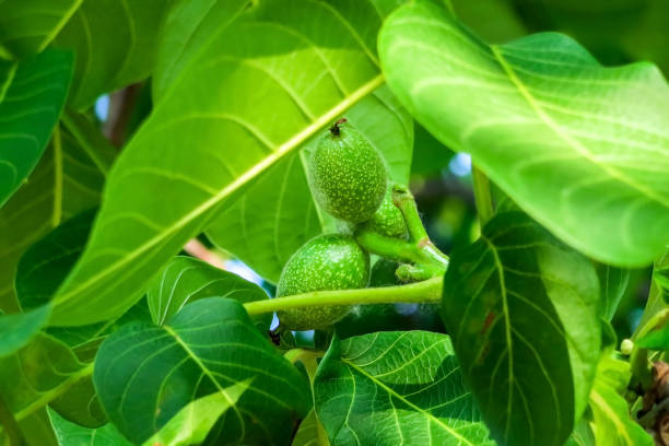 young green walnuts growing on a walnut tree young green walnuts growing on a walnut tree walnut grove stock pictures, royalty-free photos & images