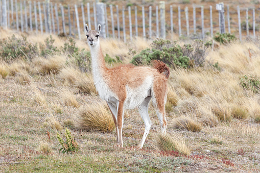 A view of the beautiful, wild Guanaco on Patagonian soil.