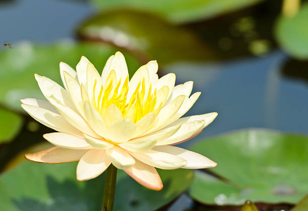 istock Lotus or water lilly 174289408