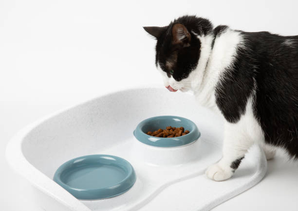 istock Cute cat eats isolated on a white background. A black cat poses in a studio for print and advertising. Portrait of a little kitten. Treats for animals. Food for animals. 1742897163
