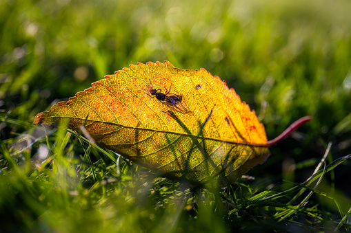 Fly ant walking an a back lit autumn leaf