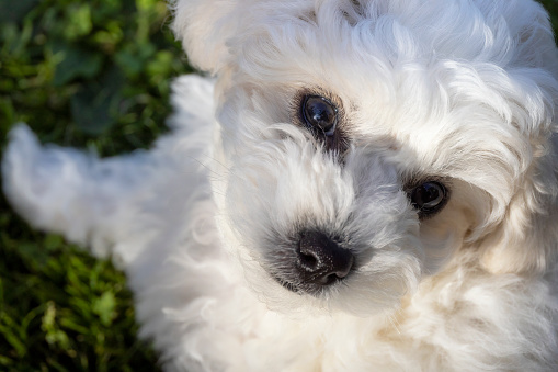 Bichon frise puppy fluffy white dog