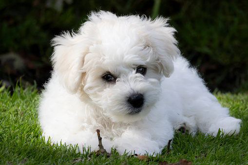 Bichon frise puppy fluffy white dog