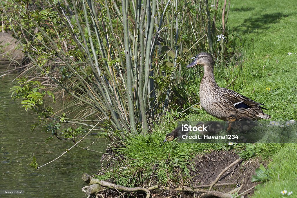 Madre pato con pollos en el lago - Foto de stock de Agua libre de derechos