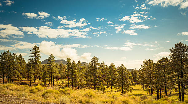 parque nacional sequoia (sequoia national park com pine tree na primavera nos eua - sequoia national forest - fotografias e filmes do acervo