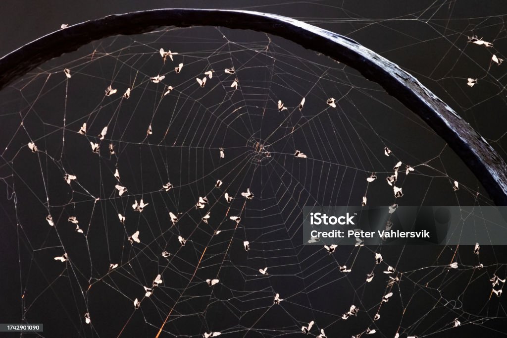 Spiderweb with flies Spiderweb packed with caught and entangled small flies Beauty Stock Photo
