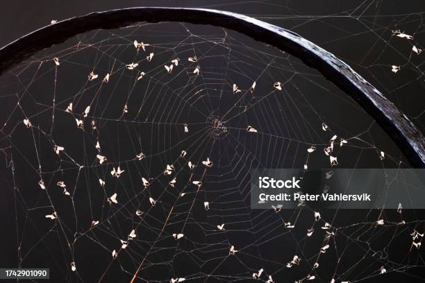 Spiderweb With Flies Stock Photo - Download Image Now - Beauty, Spider Web, Abstract