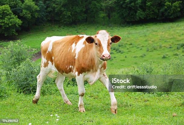 Photo libre de droit de Vache À Lait Dans Champ Vert banque d'images et plus d'images libres de droit de Vache laitière - Vache laitière, Agriculture, Agriculture biologique