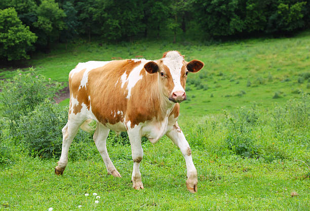 istock Dairy Cow in green field 174290152