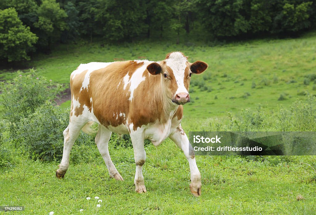 Vacas leiteiras em Campo Verde - Foto de stock de Gado de leite royalty-free